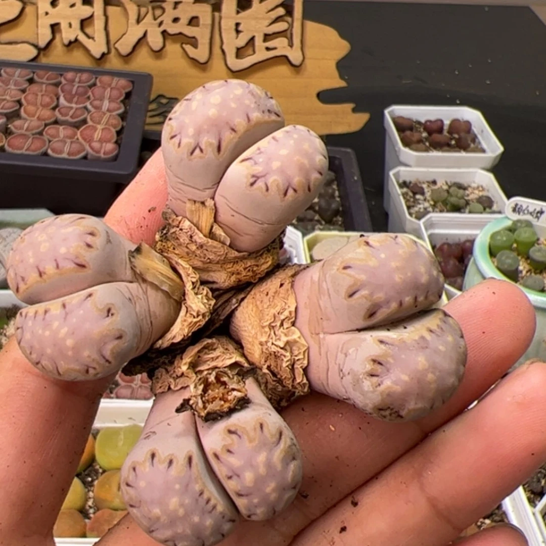 【闪购商品】00000009