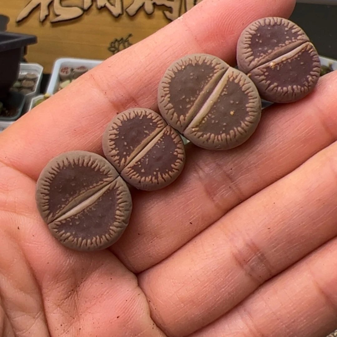 【闪购商品】000000015