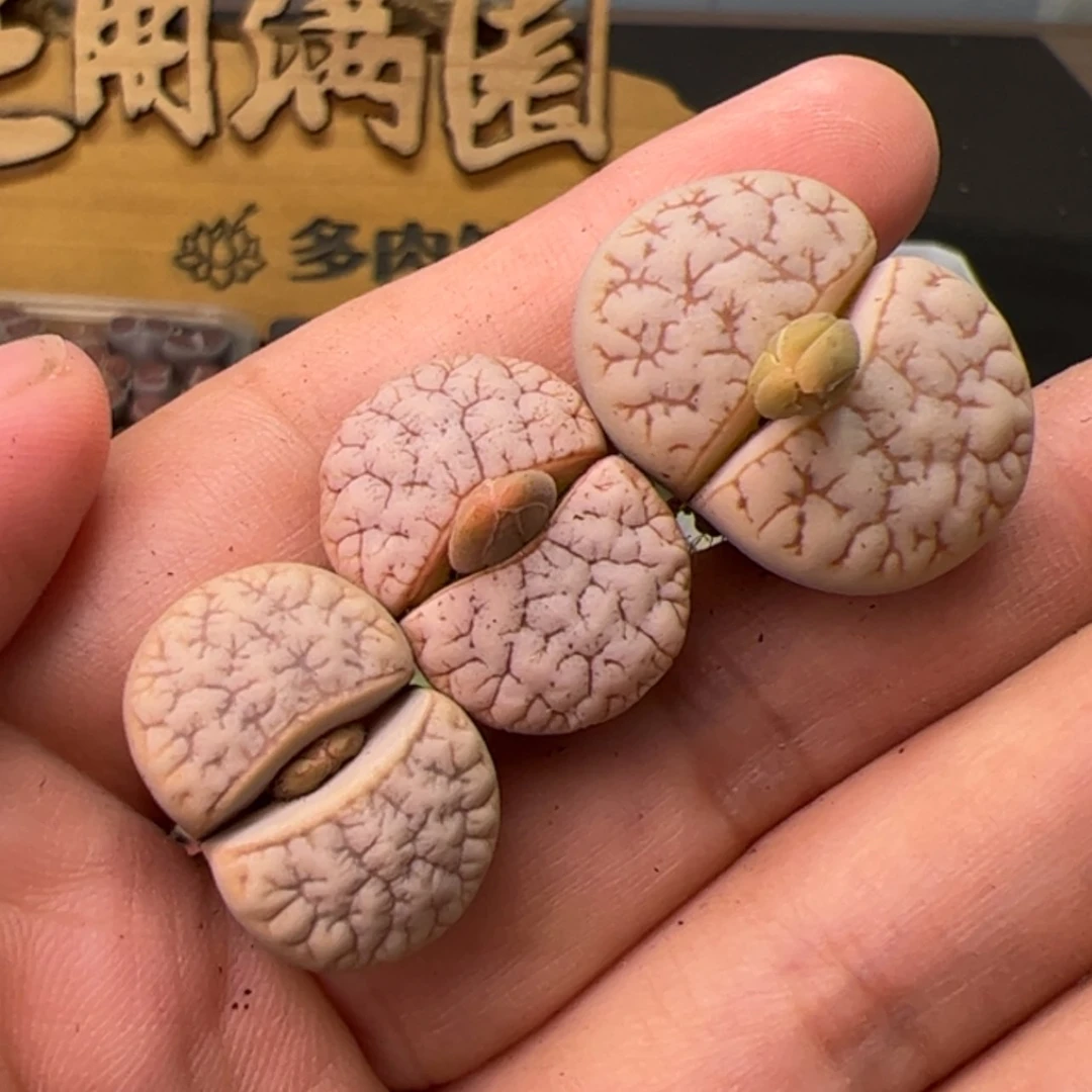 【闪购商品】000000021