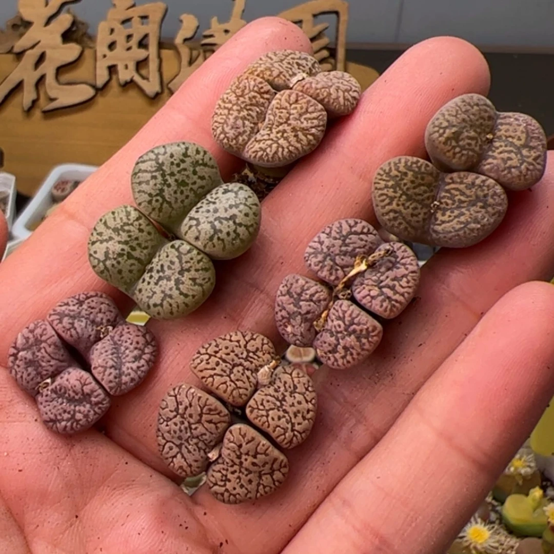 【闪购商品】00000004