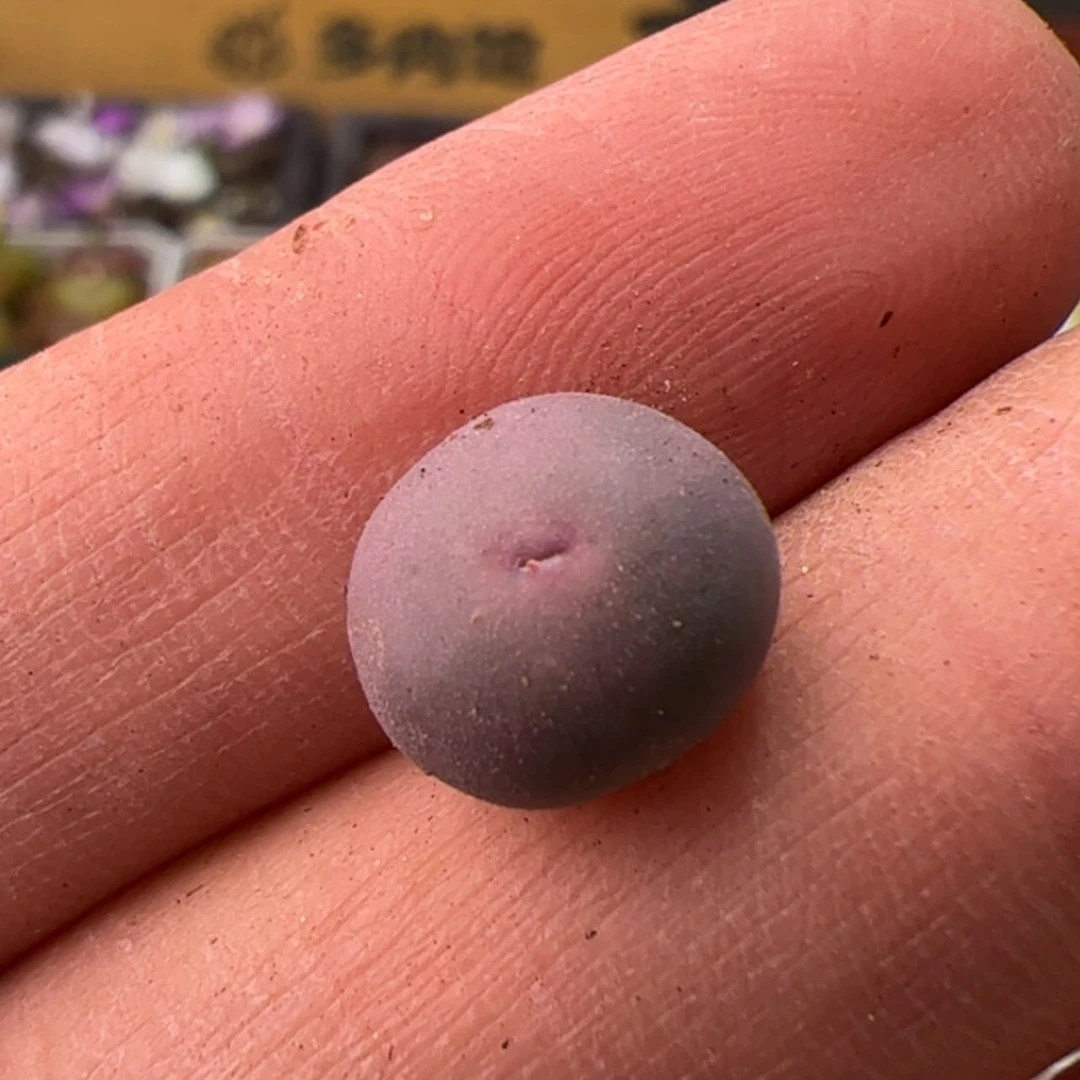 【闪购商品】00000015V嘴