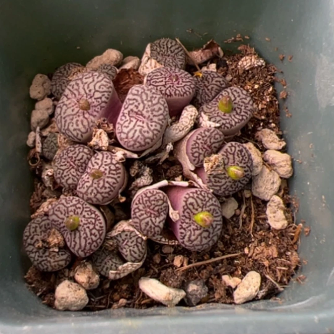 【闪购商品】000000000033