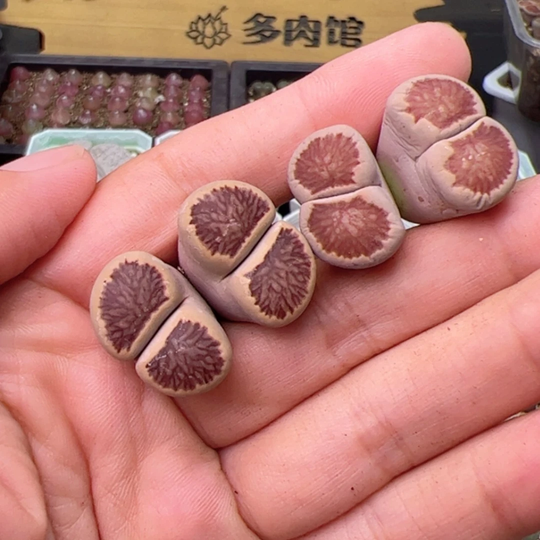 【闪购商品】0000000034