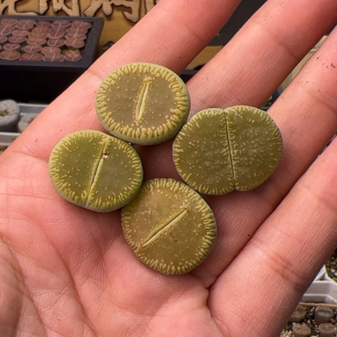 【闪购商品】000000028