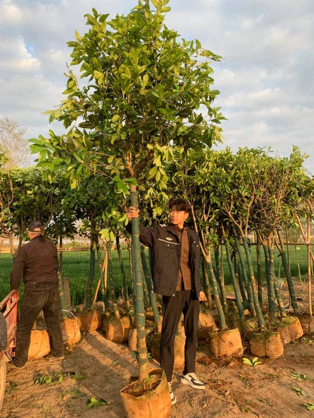 桂花树苗盆栽金桂花苗地栽浓香型桂修剪发货
