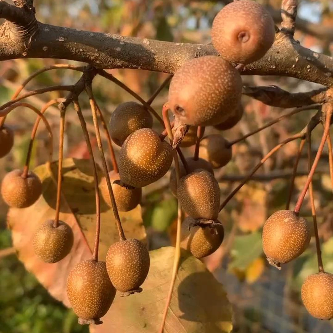 【杜梨果和棠梨果】嫁接梨树的砧木种子
