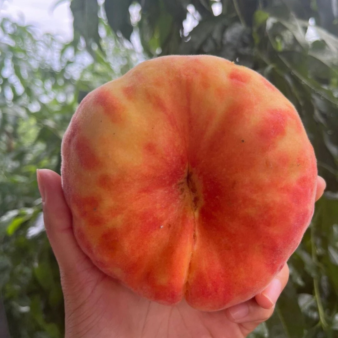 【蟠淘裸根苗】好吃好种好管理水分足糖度高