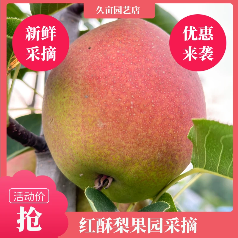 【红酥梨鲜果】果园直发颜色艳丽汁水多糖度高口感脆嫩3斤/5斤/10斤