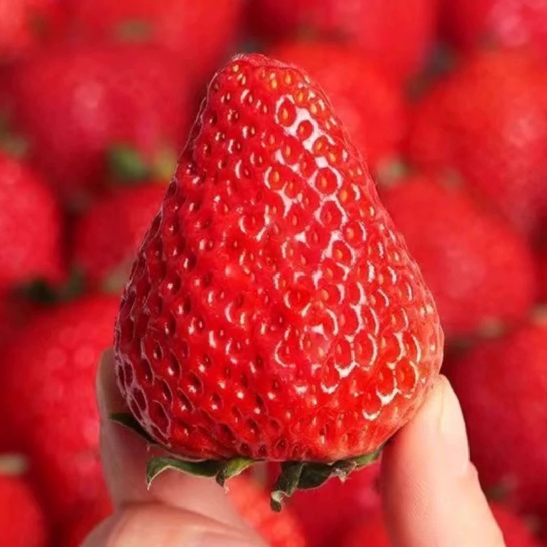 正宗丹东99草莓香甜可口宝宝孕妇水果