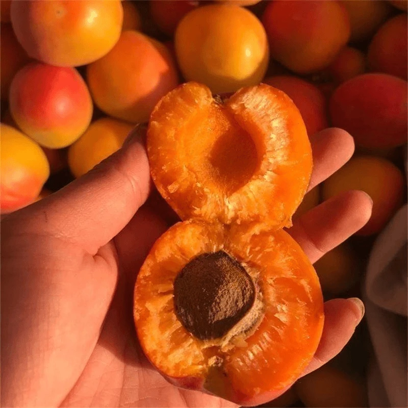 8年苗买一送一】大红杏子树苗 串枝红杏树苗嫁接 红丰杏金太阳杏树