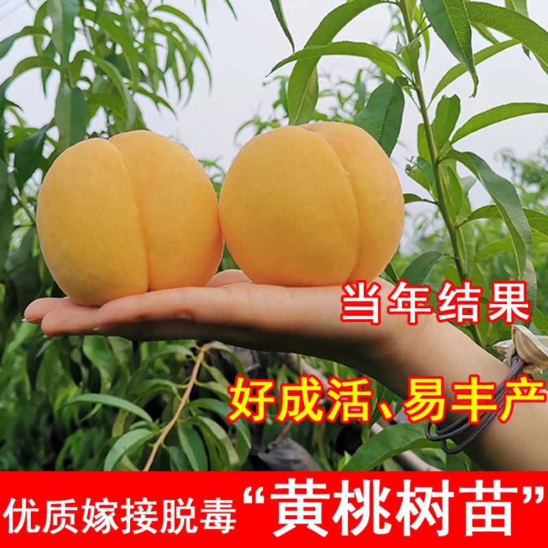 嫁接锦绣黄桃树苗黄金蜜黄桃苗盆栽地栽北方南方庭院种植当年结果