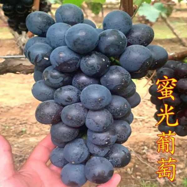 蜜光葡萄嫁接苗不包成活