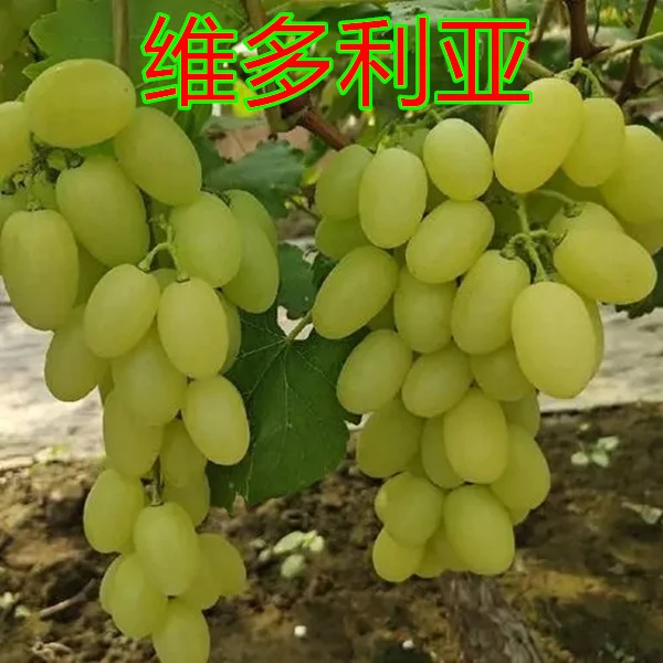 维多利亚葡萄嫁接苗南北方盆栽地栽