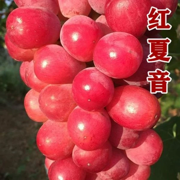 红夏音葡萄扦插苗带土球发货