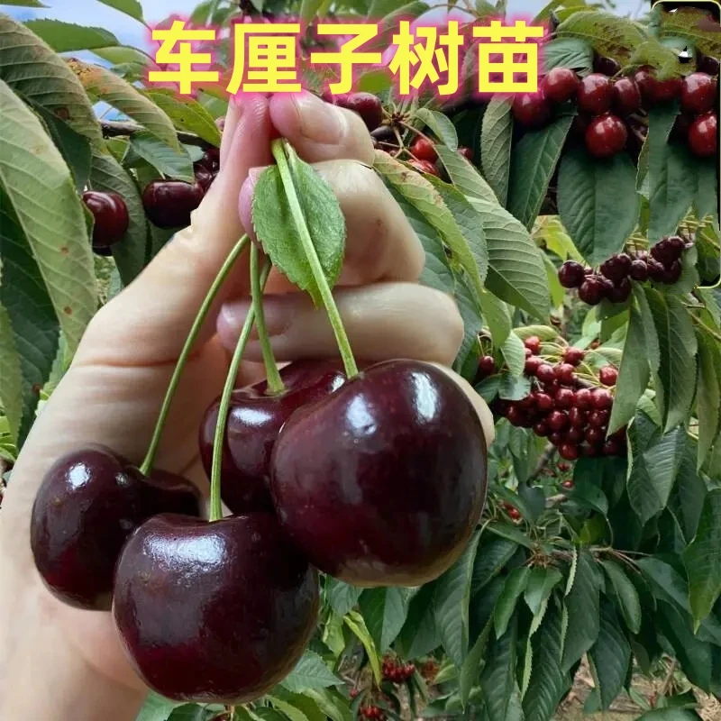 车厘子大樱桃树苗佛里斯克黄蜜自花授粉