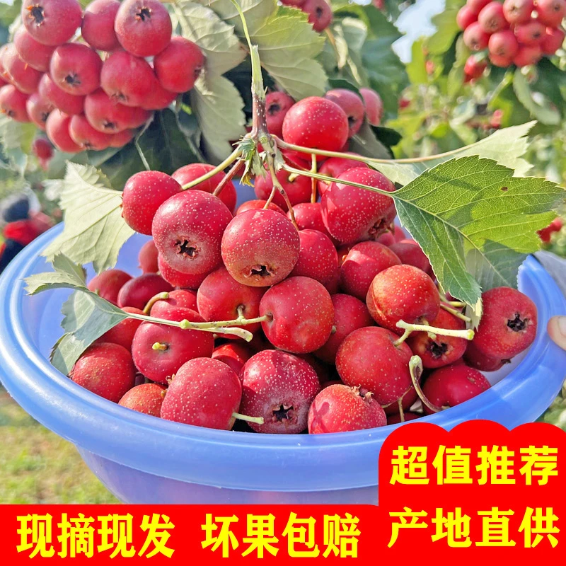 山西新鲜山楂果1/3/5斤酸甜爽口做冰糖葫芦果农优选坏果包赔产品