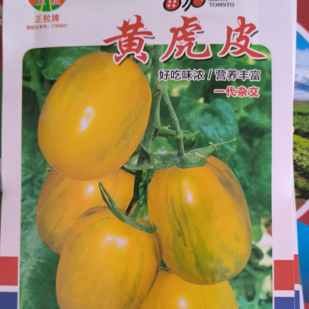 黄虎皮柿子籽12.9元