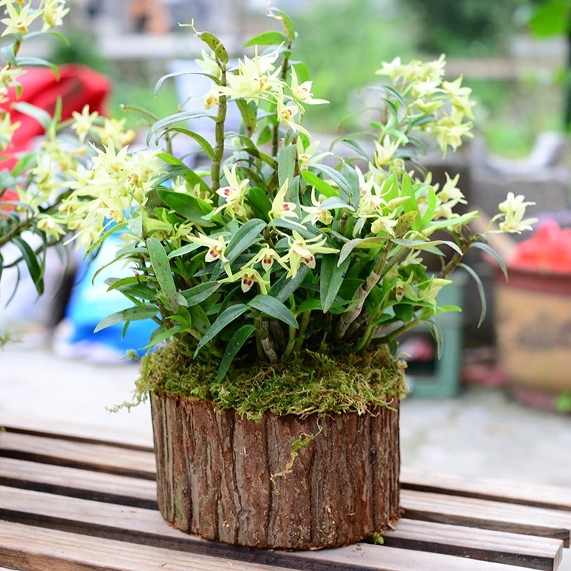 雁荡山铁皮石斛木桩种植春夏季5到6月开花黄色室内外养殖绿植花卉