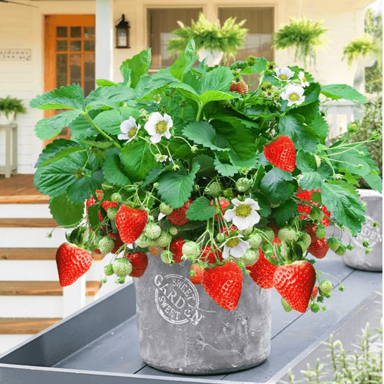 【带盆带果草莓盆栽】牛奶奶油草莓四季带花带果新鲜种植苗室内阳台