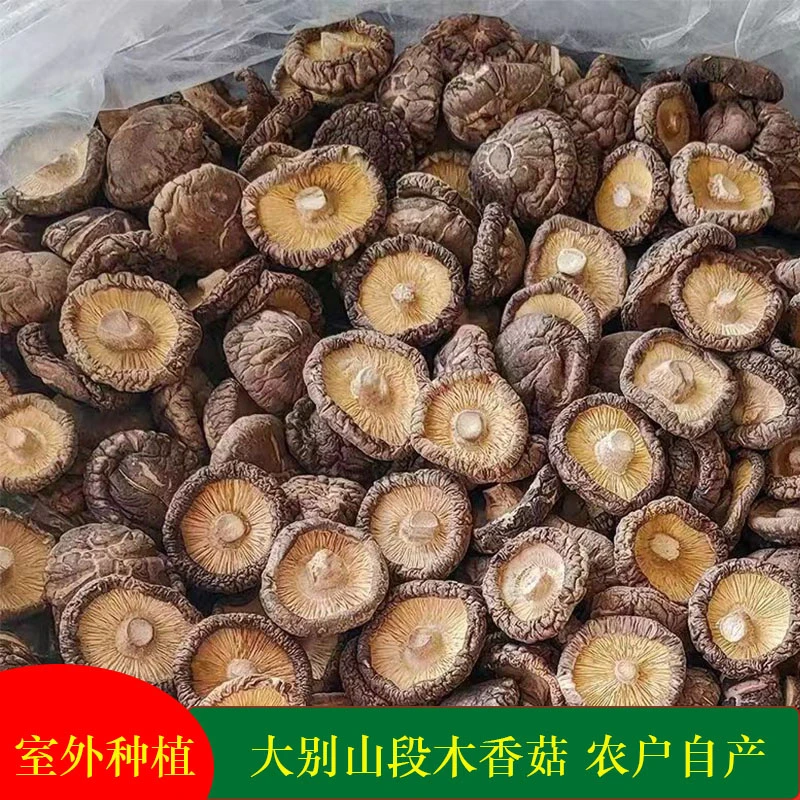 大别山段采摘精选木干香菇自产无杂质