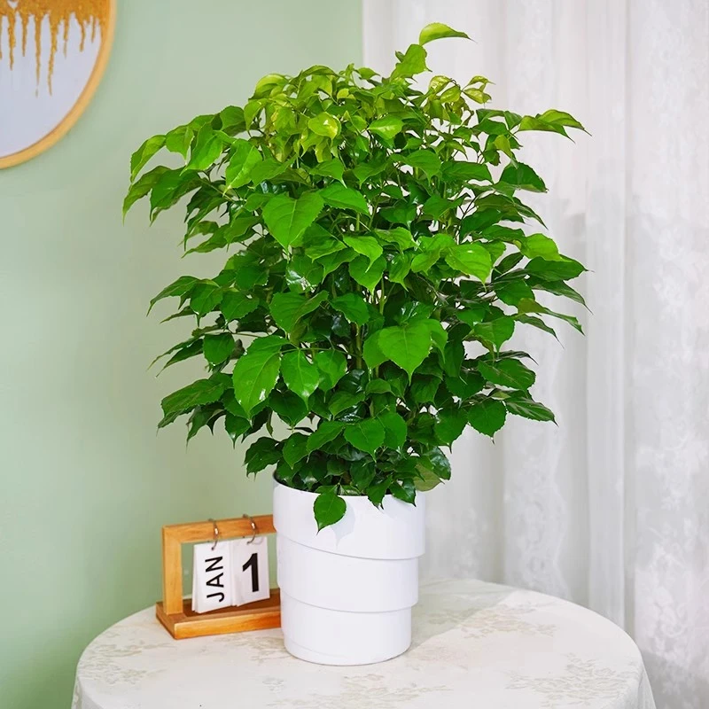 幸福树客厅大盆栽四季常青新家吸甲醛净化空气好养大绿植绿宝植物