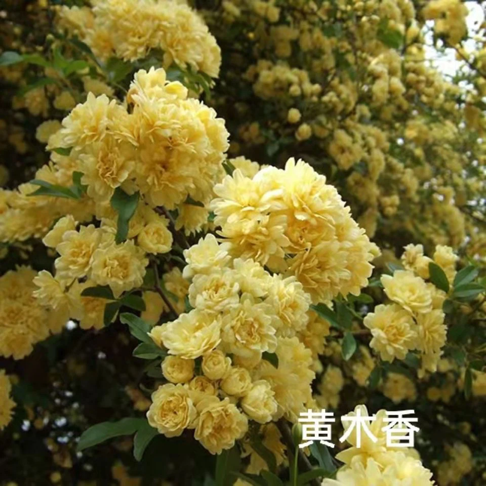 白木香红木香黄木香爬藤四季开花浓香型庭院培育适合芳香种植