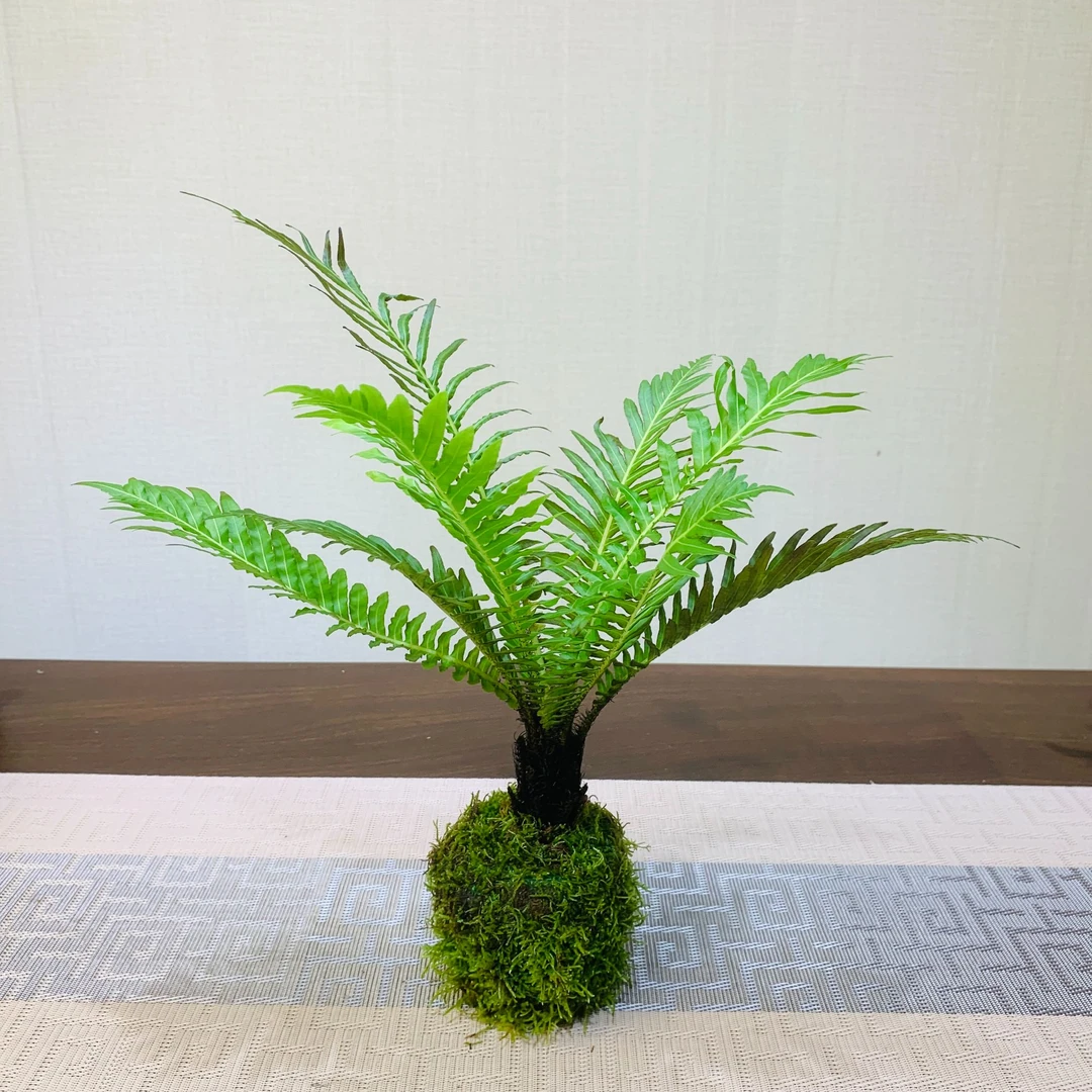 富贵蕨苔藓球｜小型蕨类植物吸甲醛防辐射净化空气室内客厅办公室