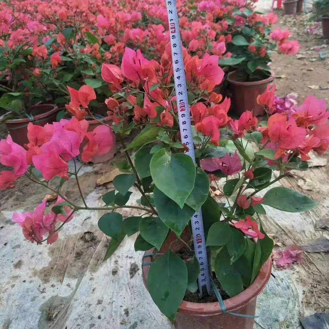 同安红三角梅盆栽 四季开花爬藤鲜花植物网红款带盆带花发货大苗