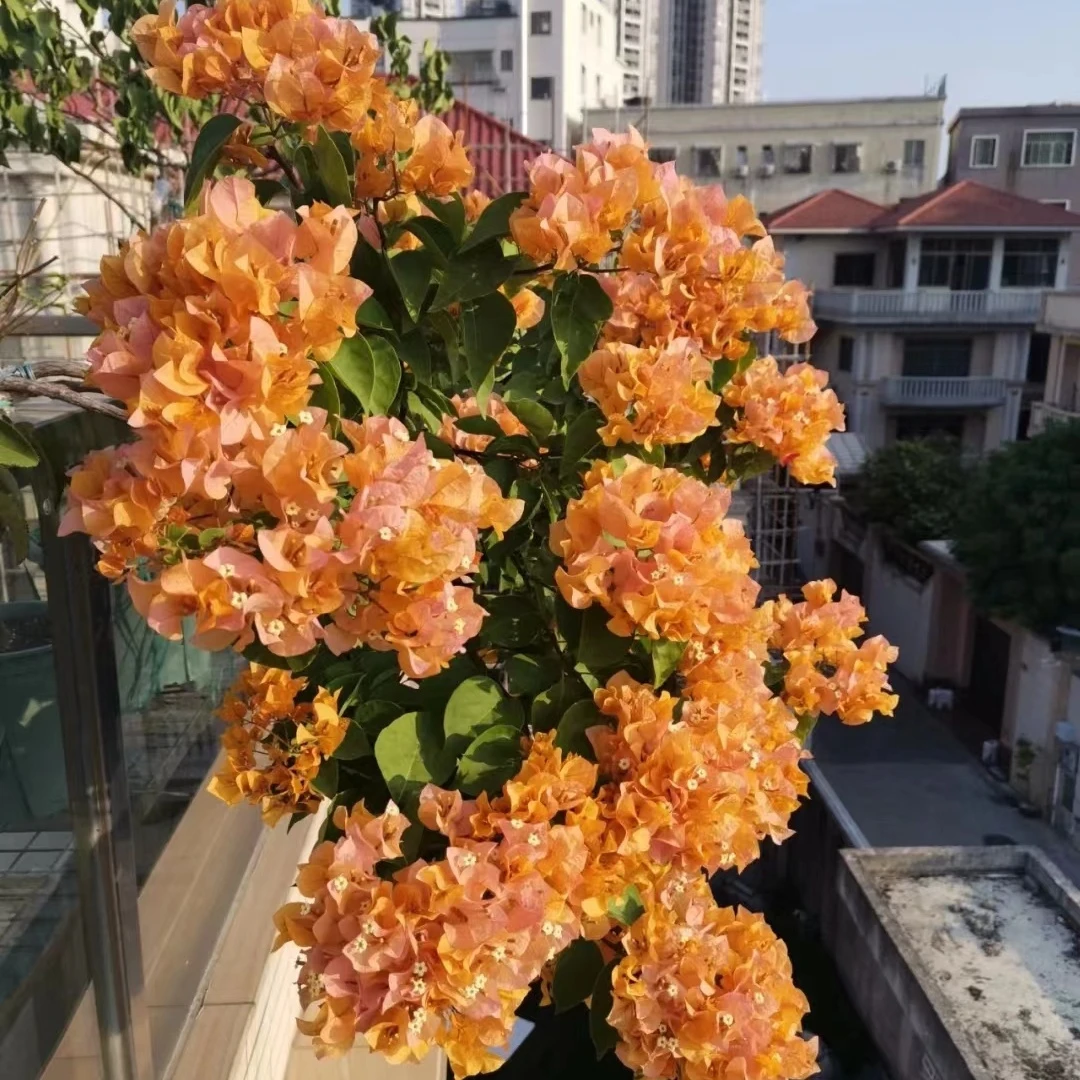 加州黄金三角梅 四季开花爬藤植物花卉盆栽 扦插苗小袋苗