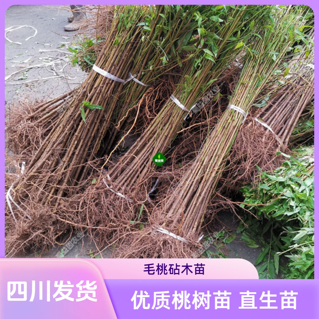 优质毛桃树苗南北方种植桃树砧木苗未嫁接桃树苗可以嫁接李子树苗