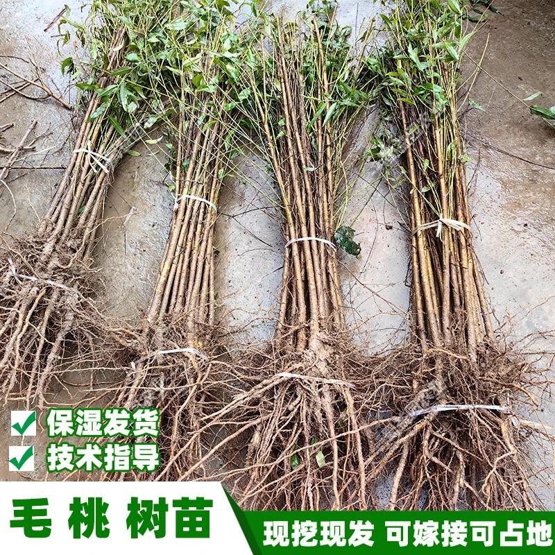 优质大毛桃树苗占地桃树砧木苗毛桃苗木直生苗未嫁接桃苗现货种植