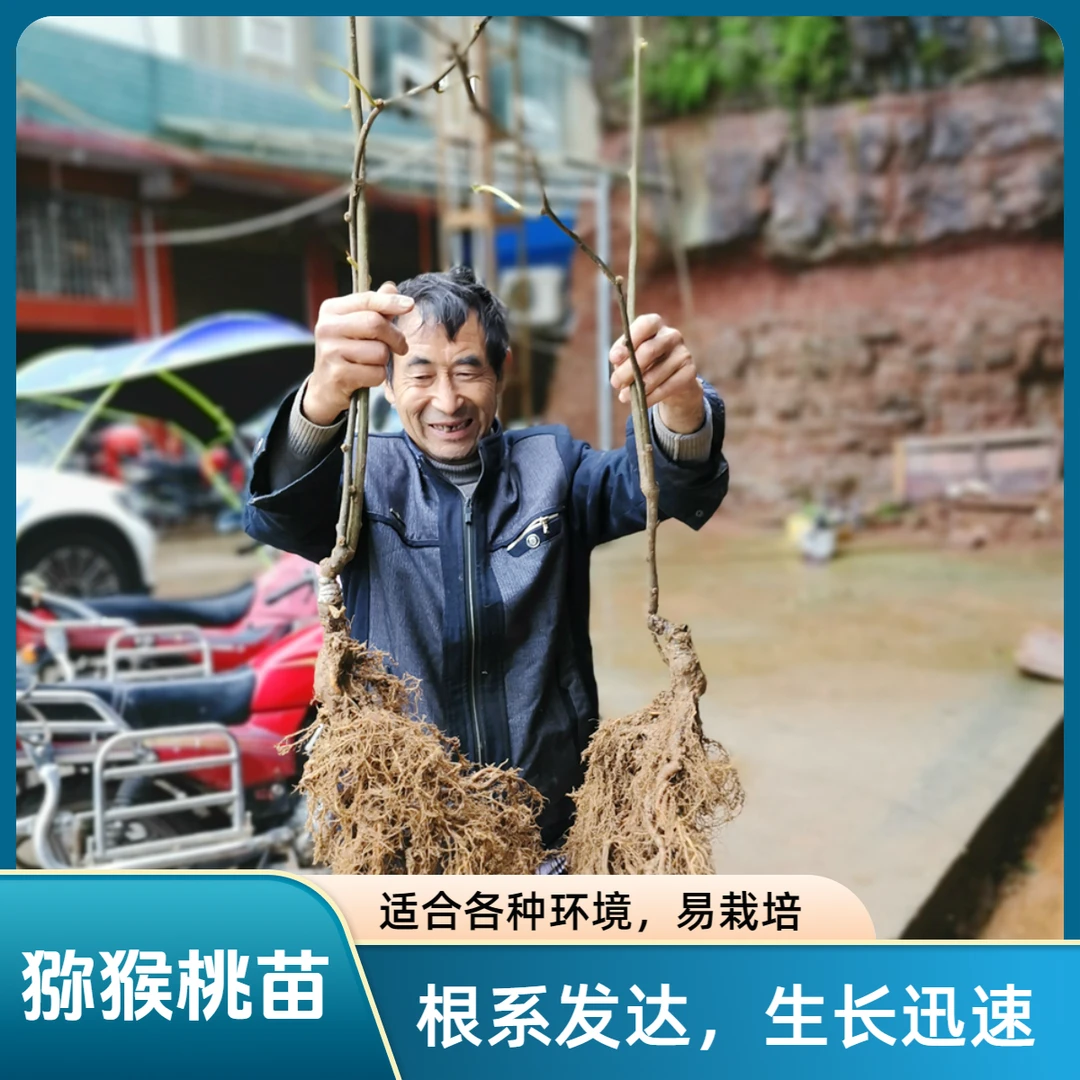 纯正猕猴桃树苗四川苍溪红心猕猴桃嫁接苗红心奇异果树苗现挖保湿