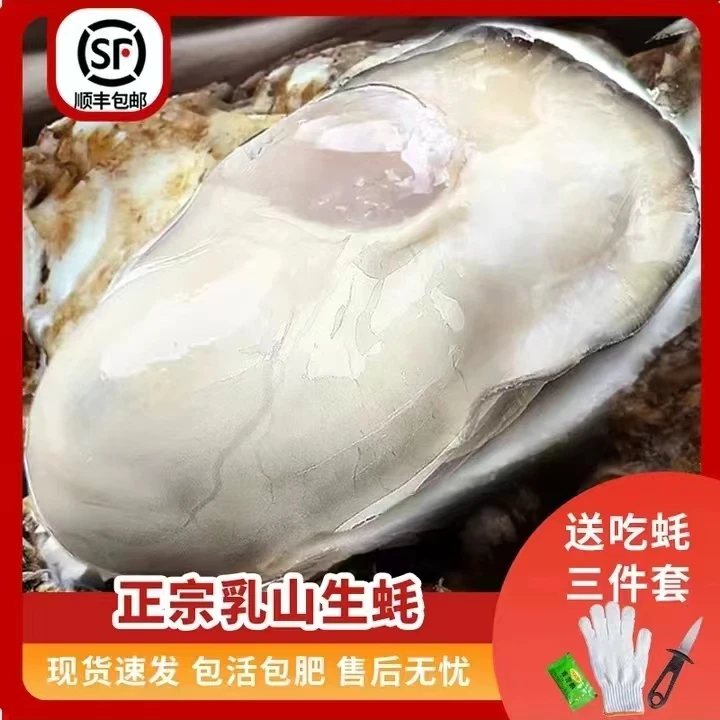 【冷链包邮】乳山生蚝源产地现捞 乳山生蚝牡蛎 活海鲜 5斤