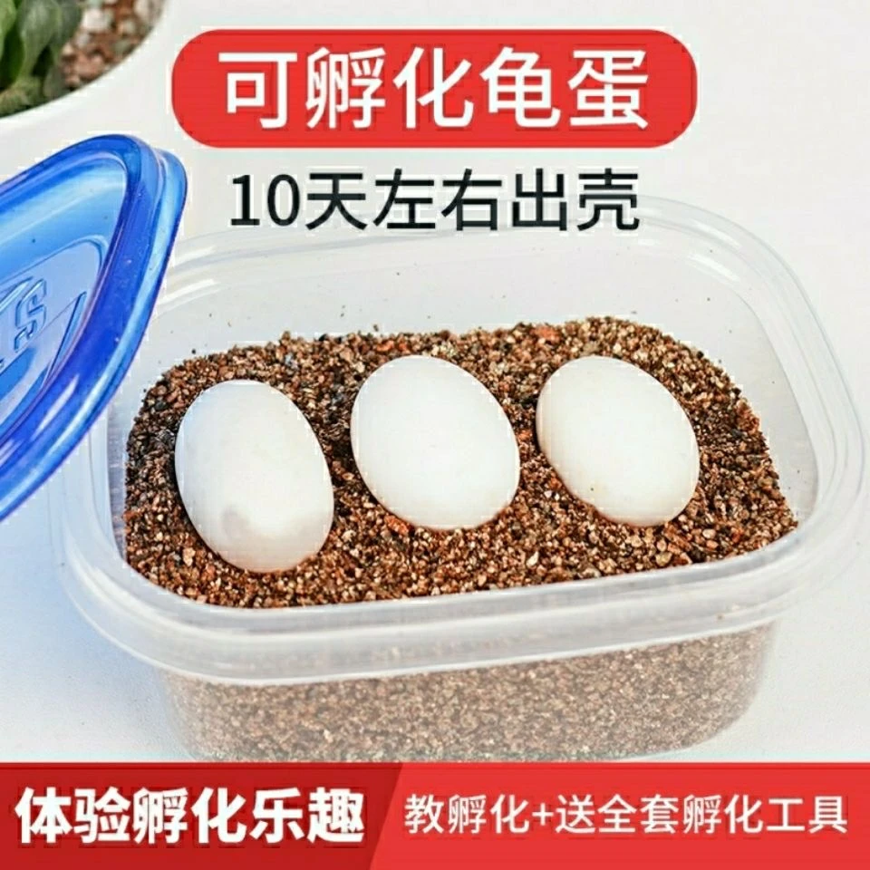 可孵化乌龟蛋中华草龟蛋受精蛋可孵化墨龟蛋招财龟体验孵化乐趣