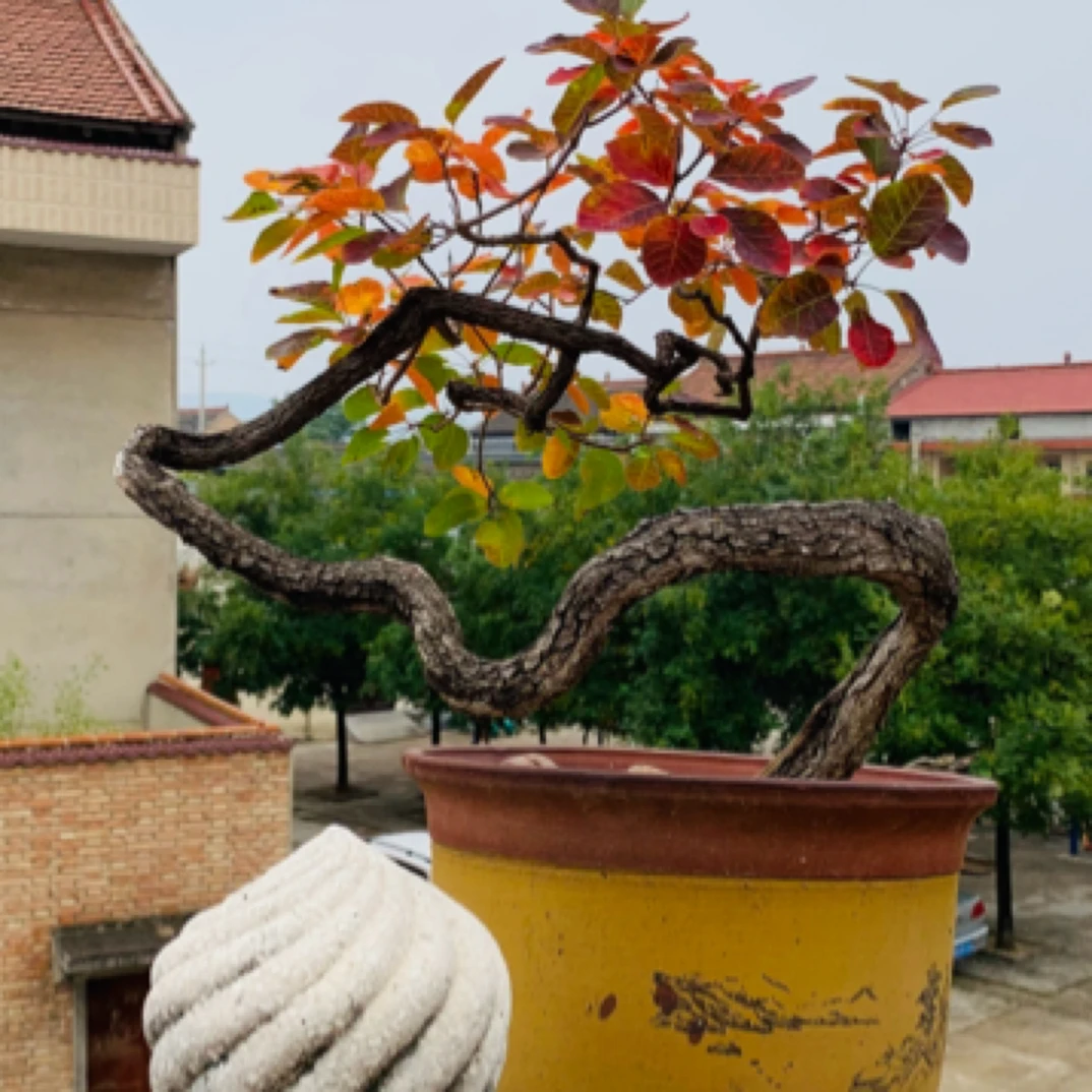 盆景，盆栽植物，花卉苗木