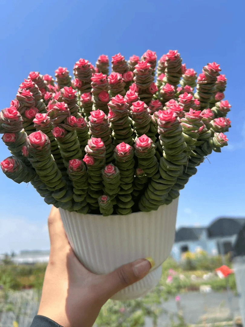 云南多肉植物钱串串多肉带盆土发货新手好养活多肉植物