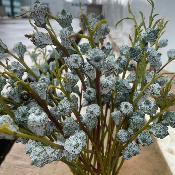 尤加利果云南鲜花鲜果尤加利可做干花