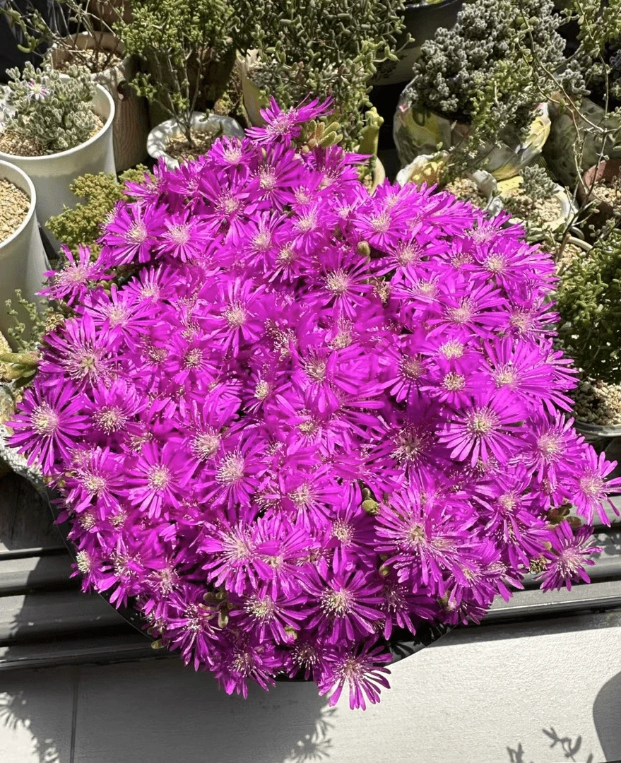 云南多肉植物枝干潘杏多肉带盆土发货新手好养活多肉