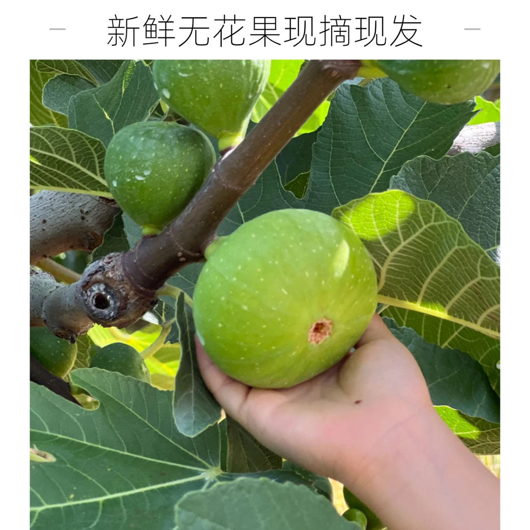 山东威海青皮无花果红心无花果顺丰空运冷藏签收24小时内包售后