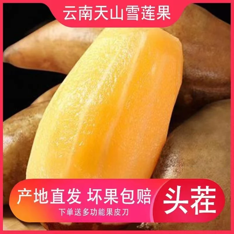 云南高原红土雪莲果新鲜水果低糖低卡路里孕妇小孩现挖现发雪莲果
