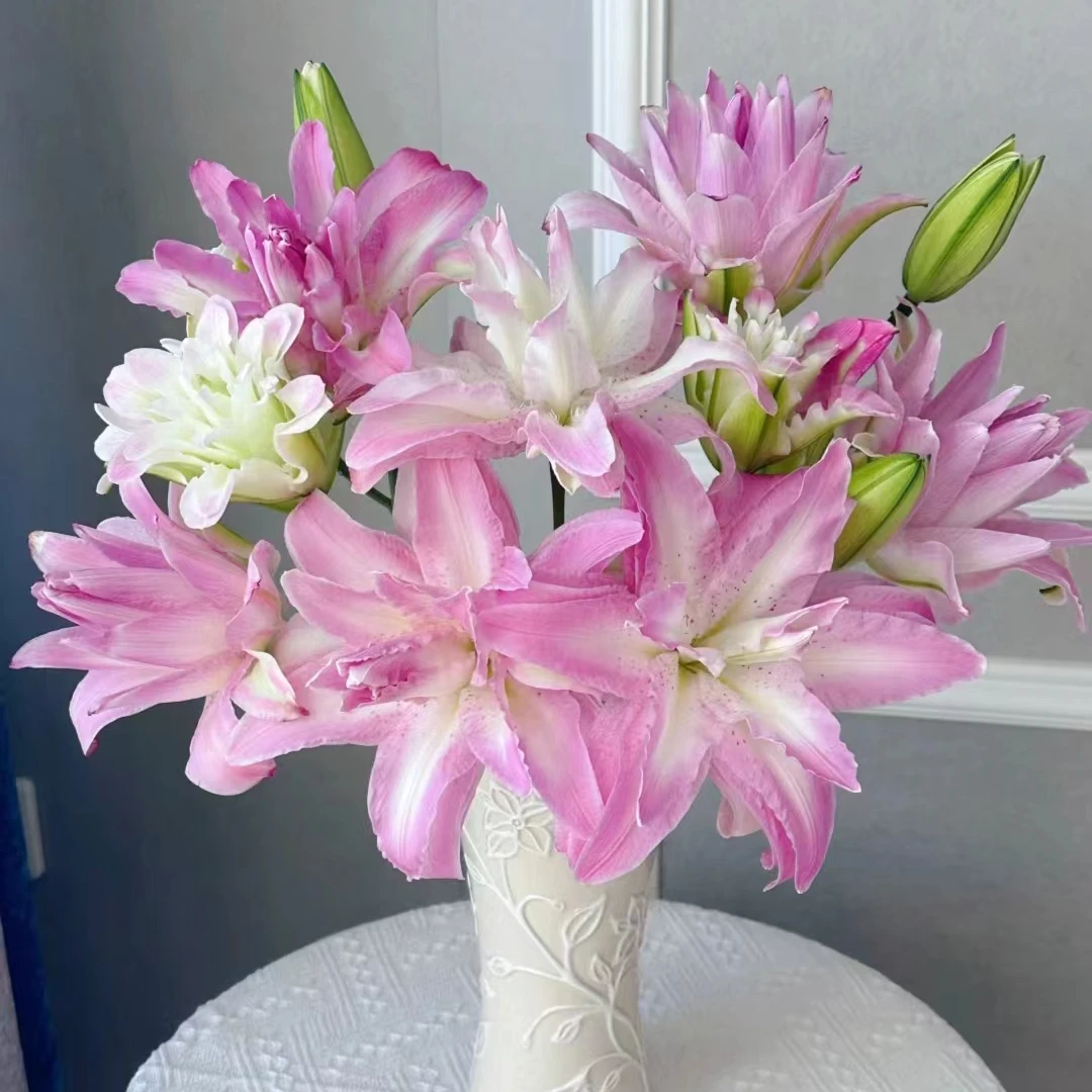 【水蜜桃】 水蜜桃重瓣香水百合  基地直发