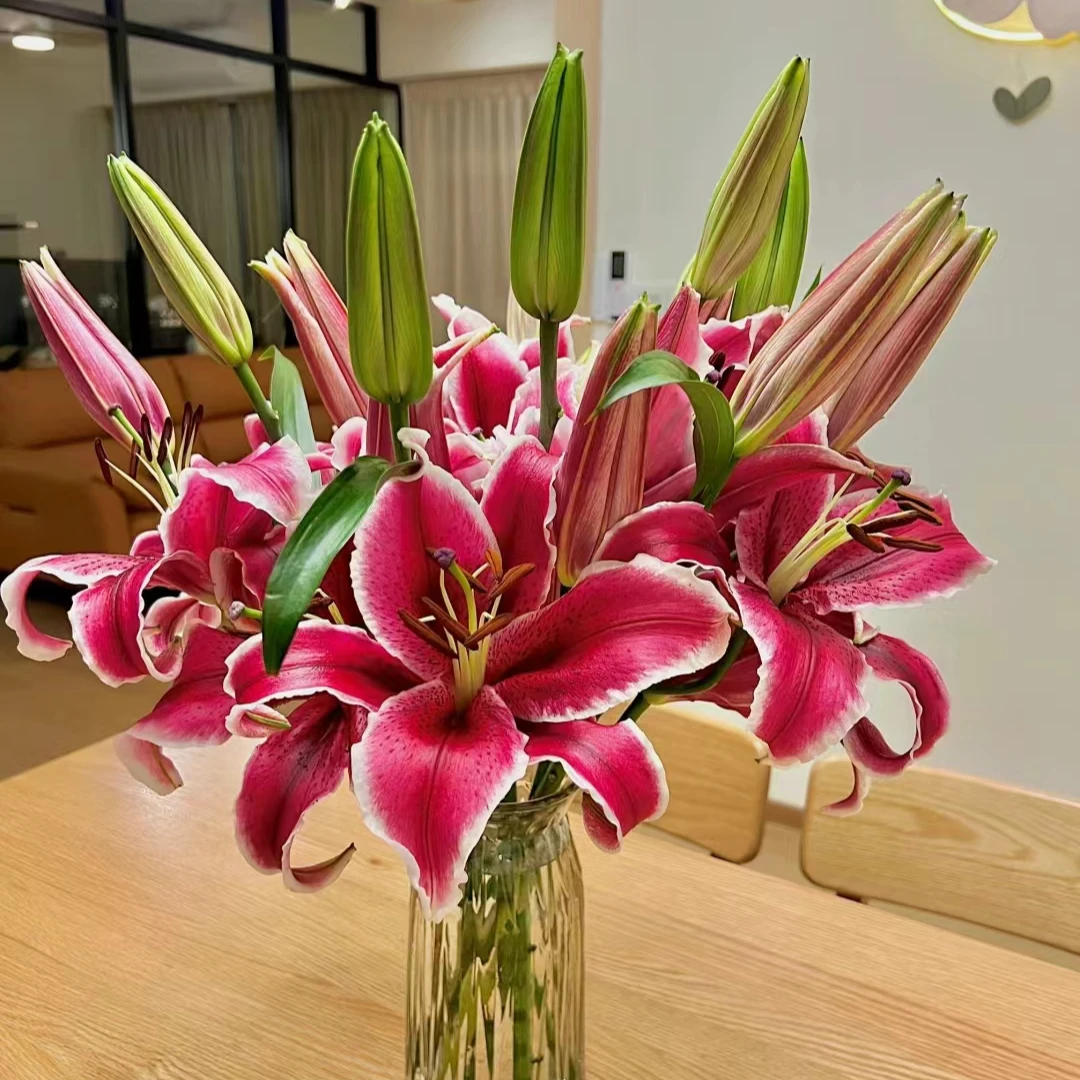 黑美人 香水百合   鲜花 云南基地直发