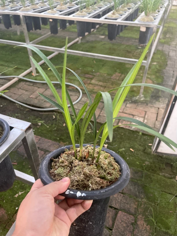 一物一拍   云南莲瓣兰