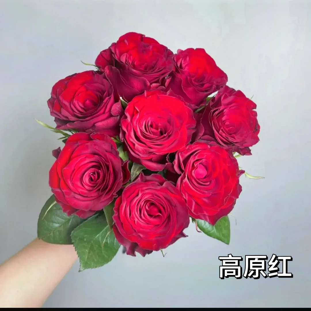 【高原红】云南鲜花基地直发  任意两单空运包邮到家