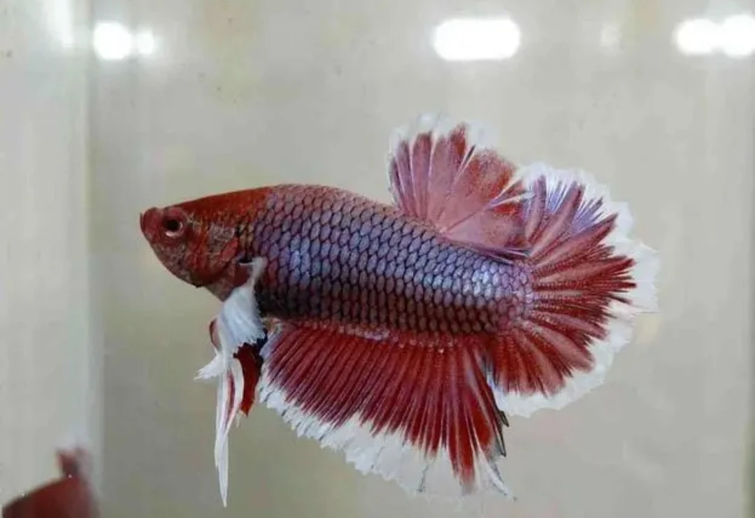 01-99泰国斗鱼半月公母热带观赏鱼6母/1公4母/2公2母，尺寸3-3.5cm