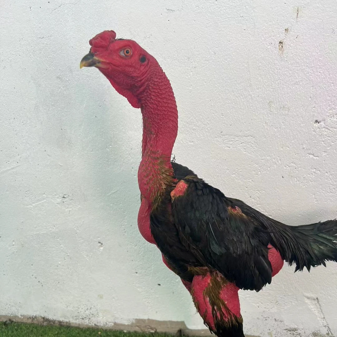 精品斗鸡  越南斗鸡