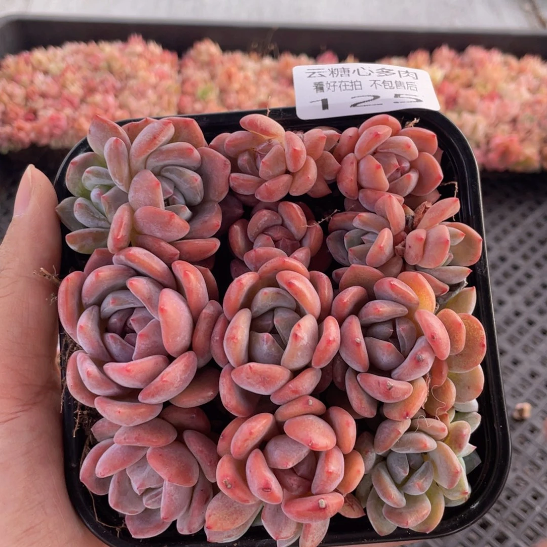 云糖心多肉植物125