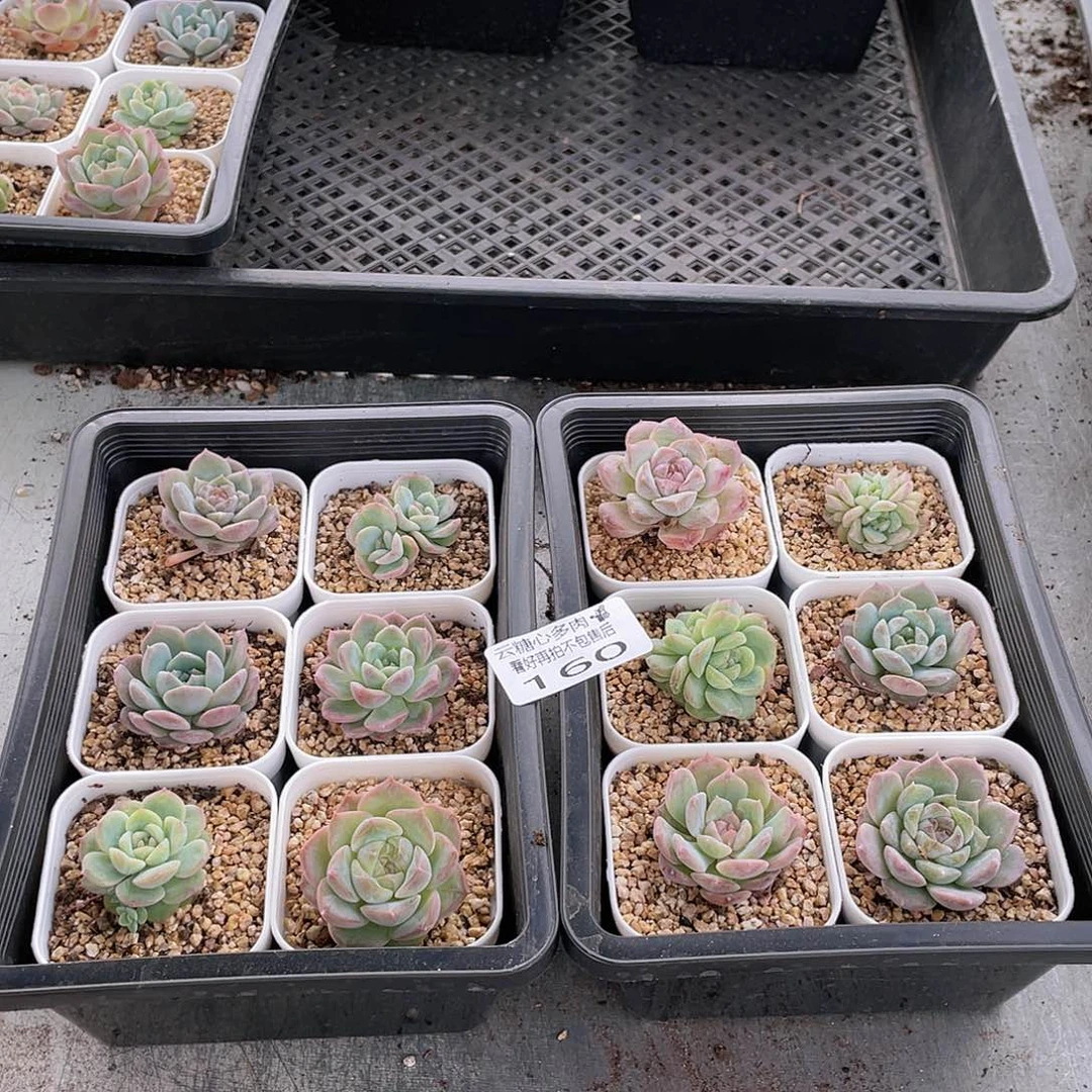 云糖心多肉植物160