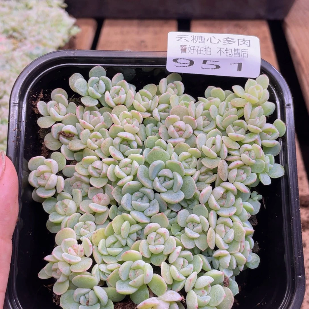 云糖心多肉植物951