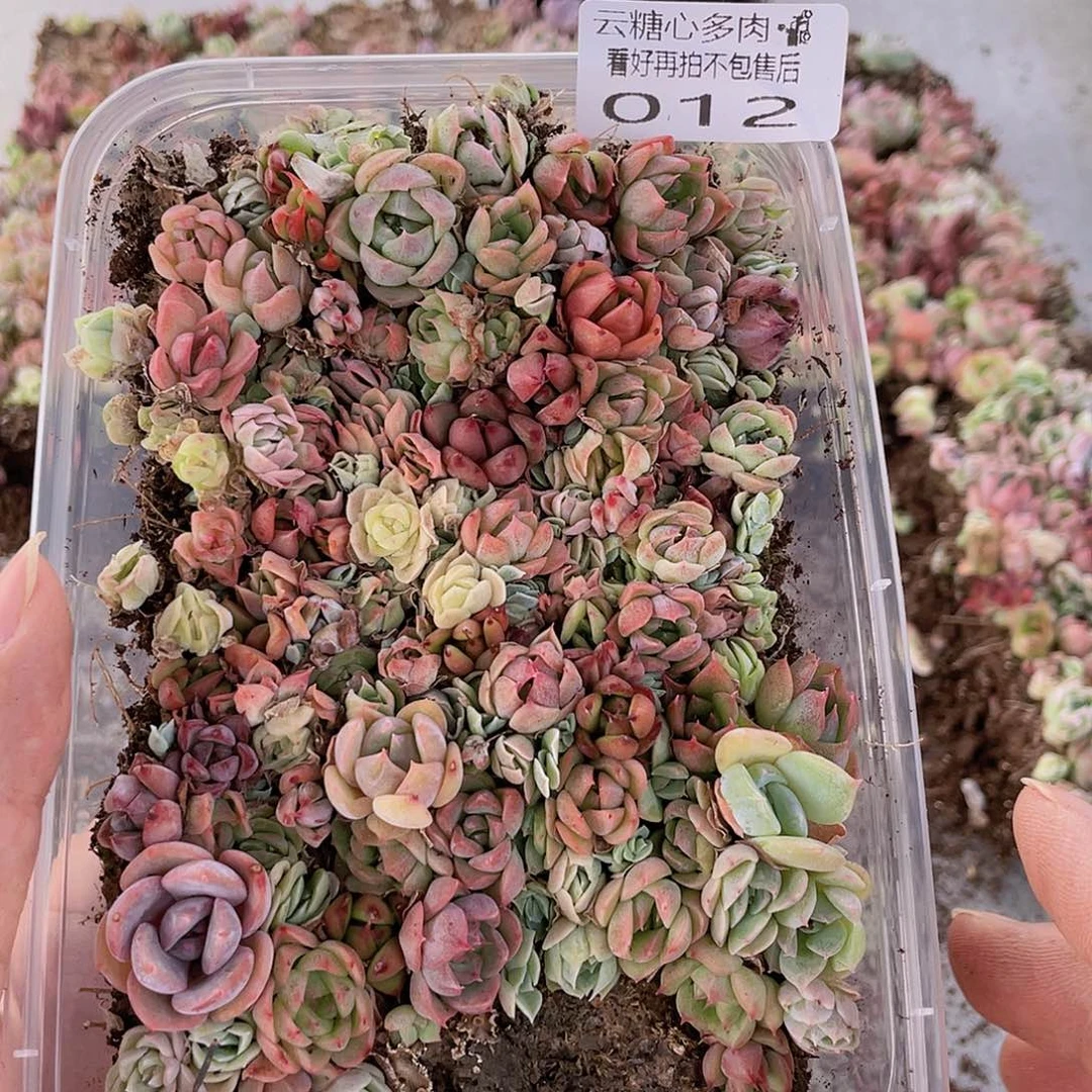 云糖心多肉植物12